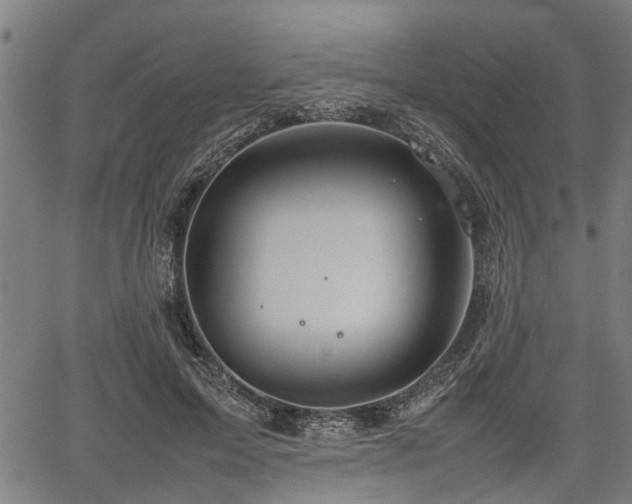 X0000062170599200512161253