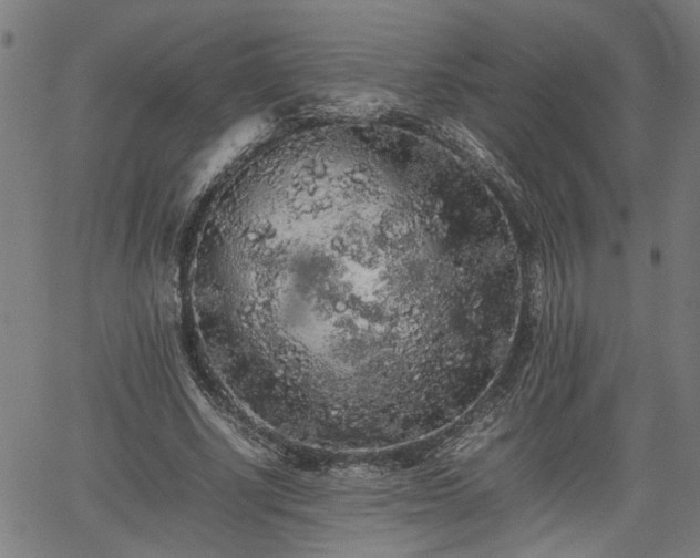 X0000062170634200512161252