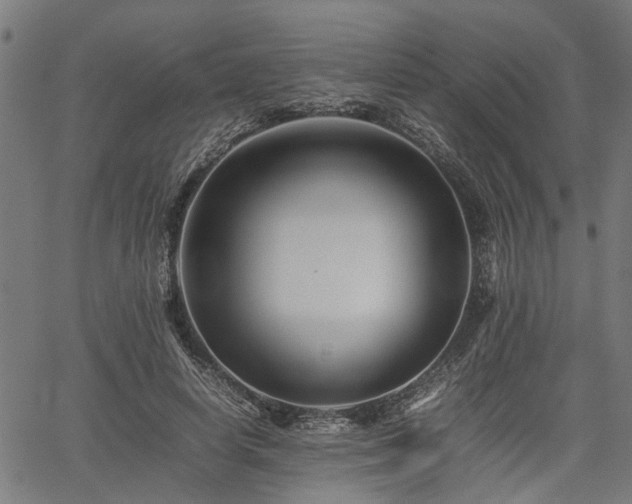 X0000062170642200512161252