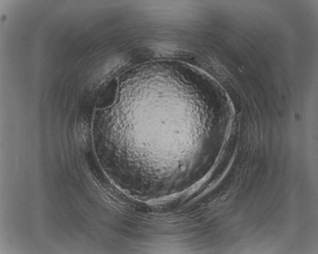 X0000062170648200512161252