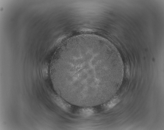 X0000062170668200512161252