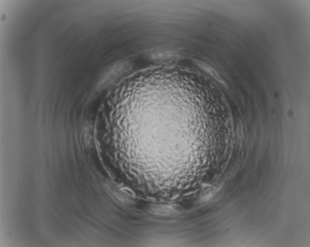 X0000062170671200512161252