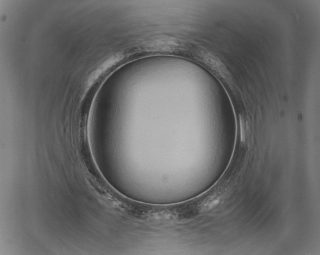 X0000062170675200512161252