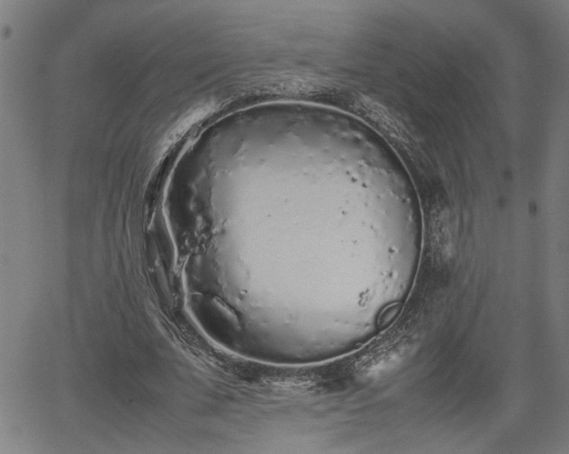 X0000062170679200512161252