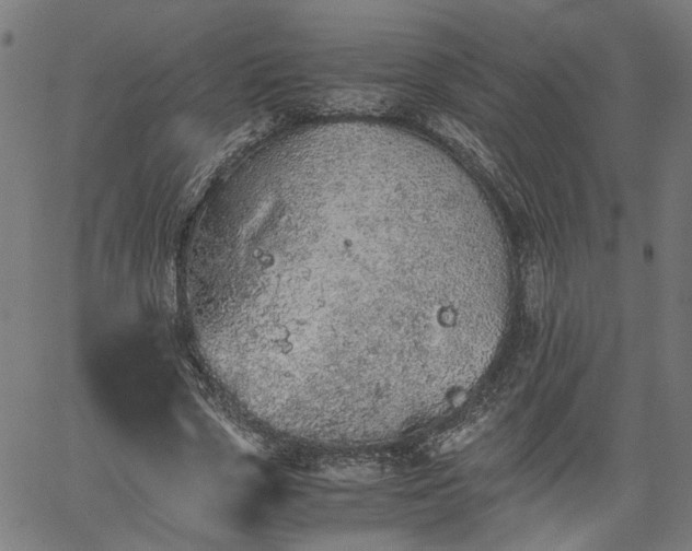 X0000062170729200512161250