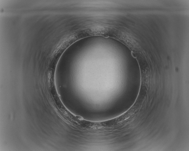 X0000062170742200512161250