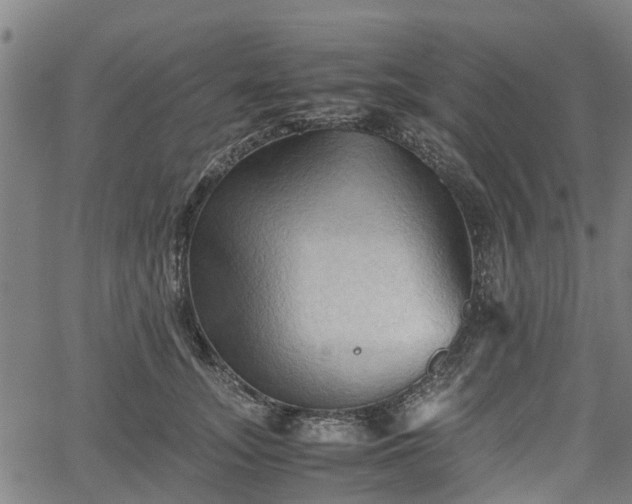 X0000062170755200512161251