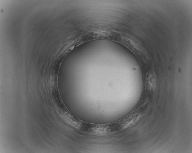 X0000062170756200512161251