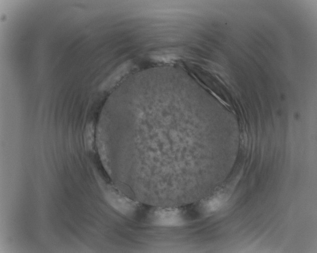 X0000062170767200512161251