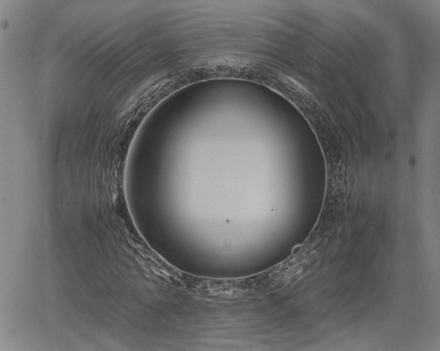 X0000062170774200512161250