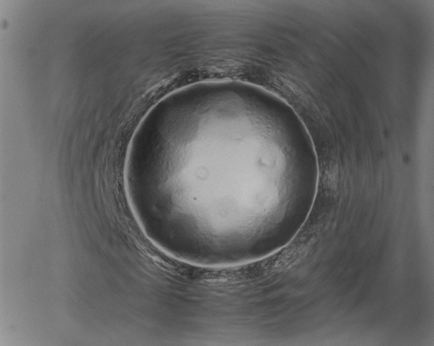 X0000062170817200512161249