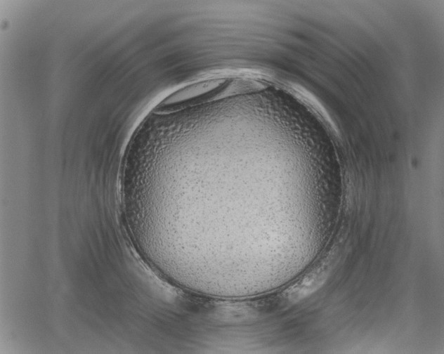 X0000062170852200512161249