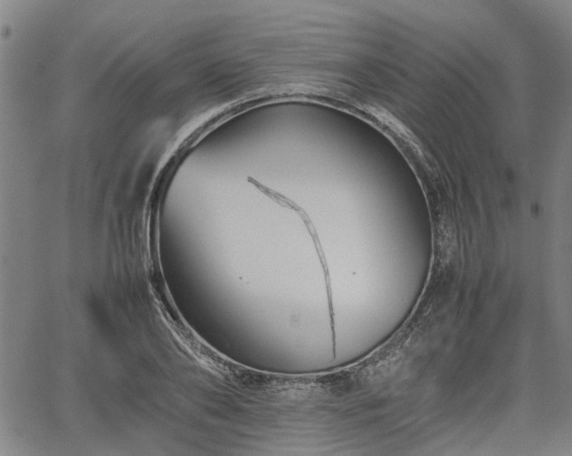 X0000062170886200512161248