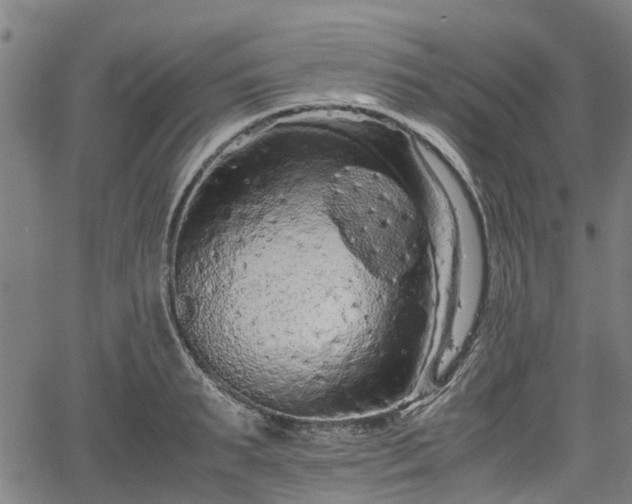 X0000062170895200512161248