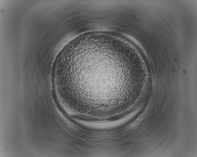 X0000062170935200512161247