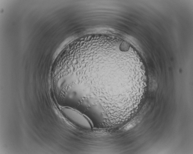 X0000062170994200512161246