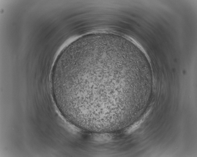 X0000062171045200512161246