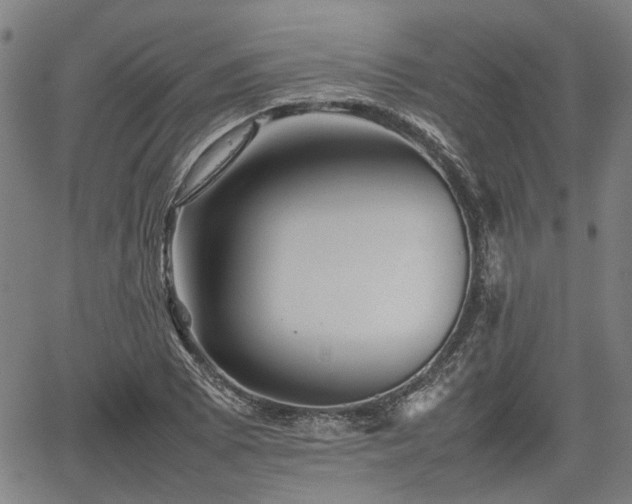 X0000062171073200512161245