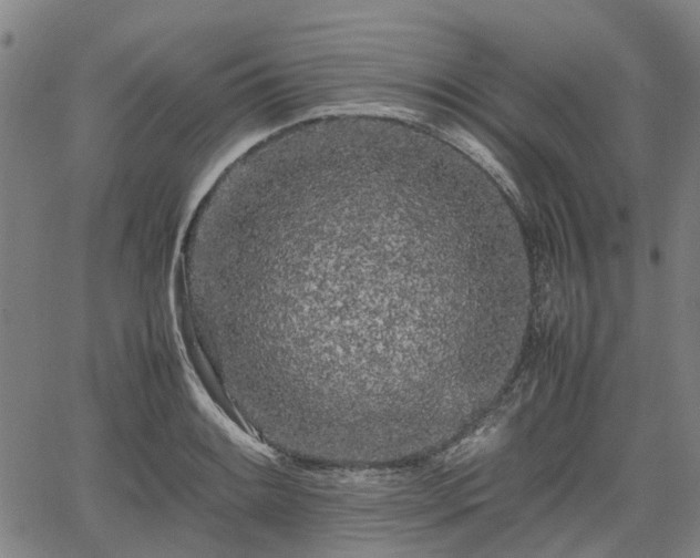 X0000062171084200512161245