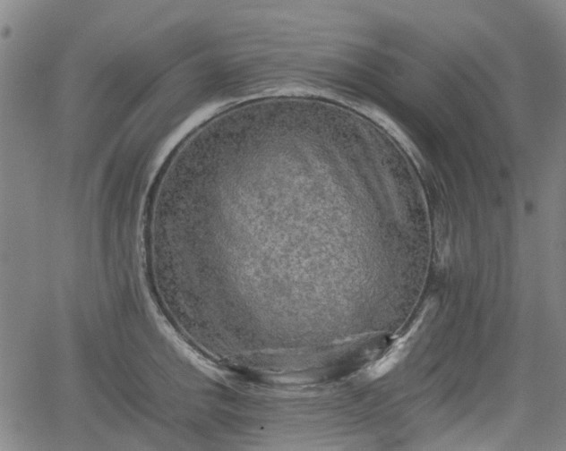 X0000062171142200512161244