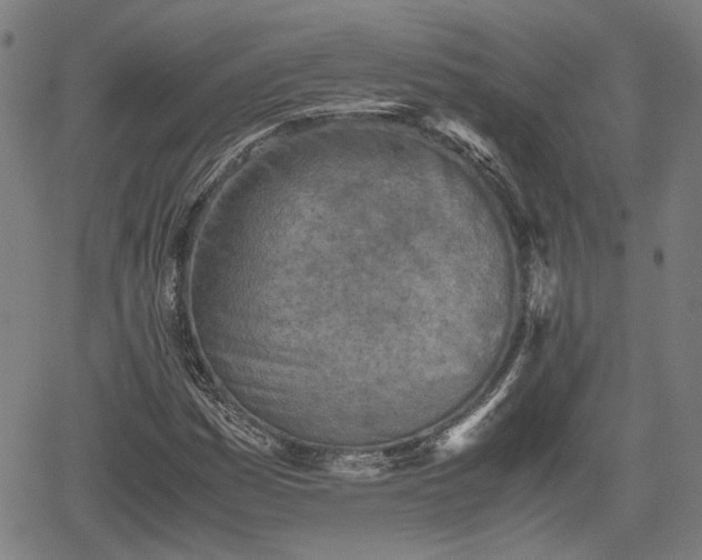 X0000062171161200512161244