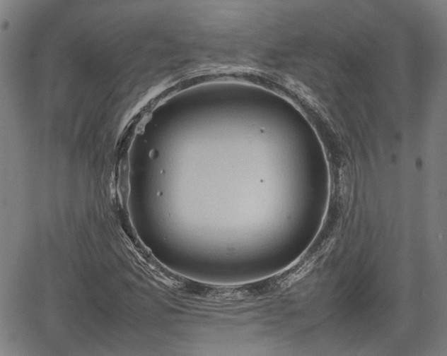 X0000062171165200512161244