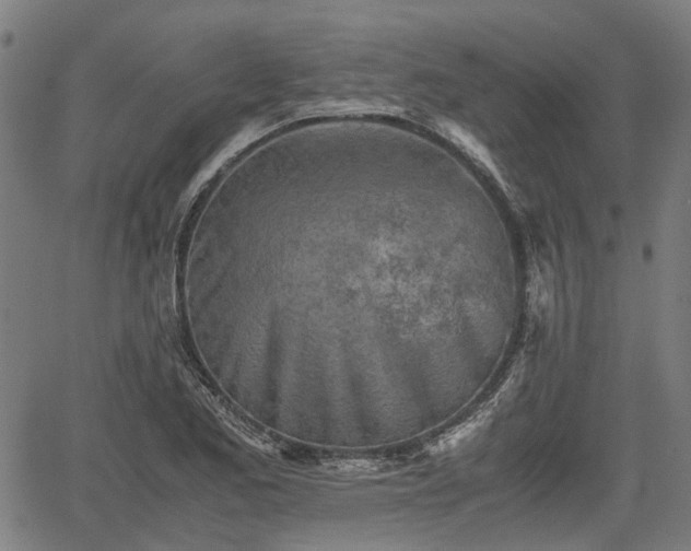 X0000062171173200512161243