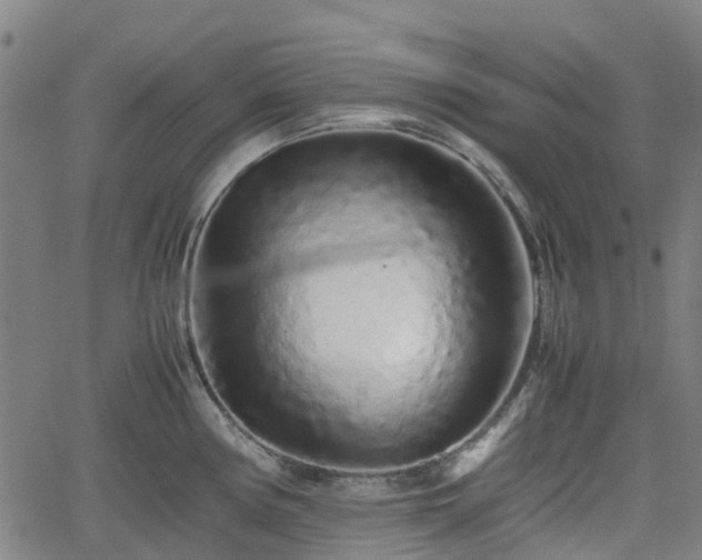 X0000062171194200512161243