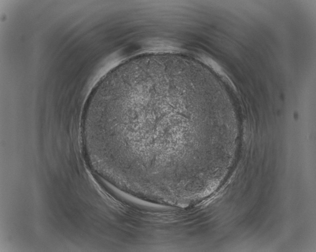 X0000062171229200512161243