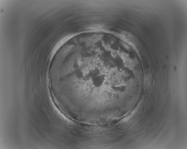 X0000062171239200512161243