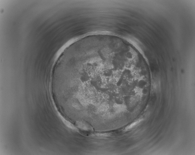 X0000062171245200512161243