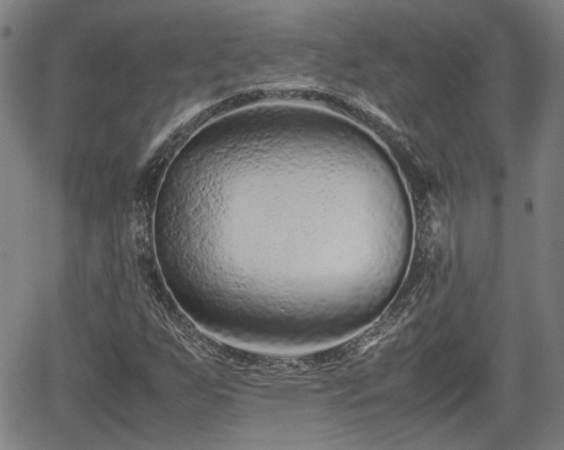 X0000062171255200512161242