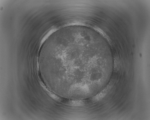 X0000062171274200512161242