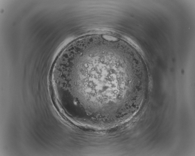 X0000062171283200512161241