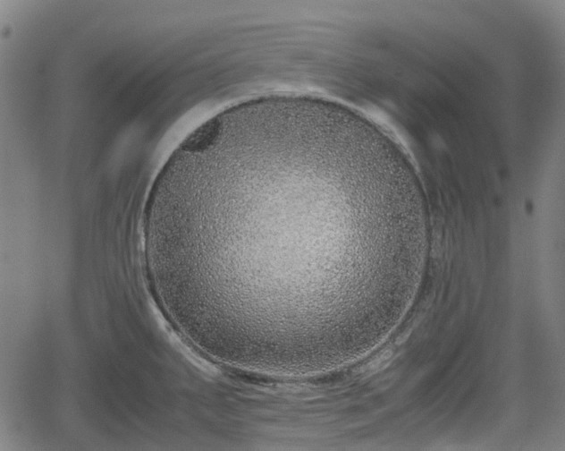 X0000062171287200512161241