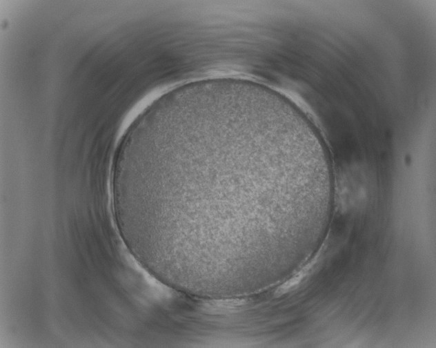 X0000062171294200512161241