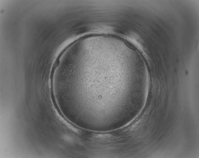 X0000062171335200512161241