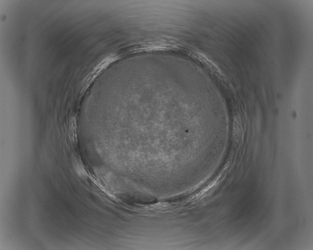 X0000062171353200512161240