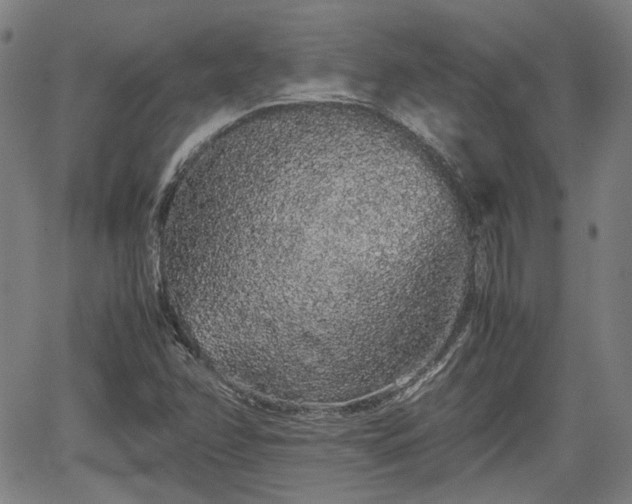 X0000062171358200512161240