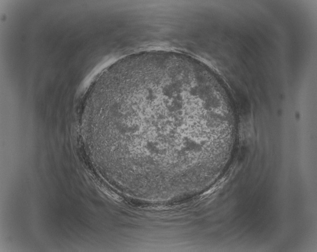 X0000062171359200512161240