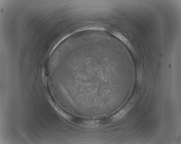 X0000062171369200512161240