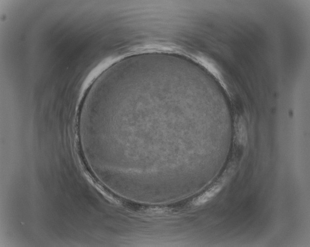 X0000062171373200512161240