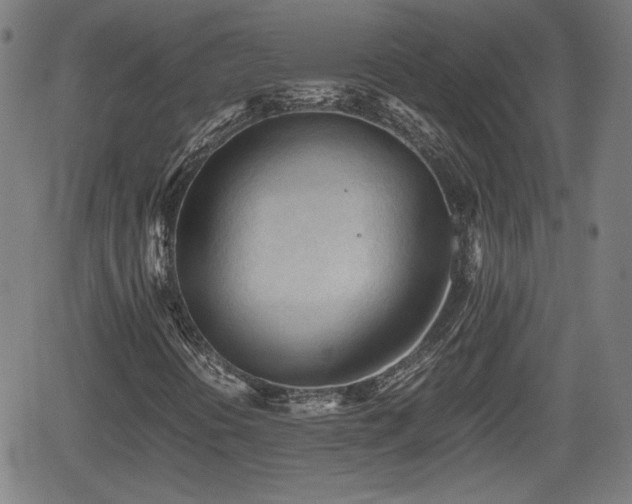 X0000062171394200512161239