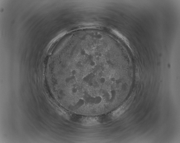 X0000062171411200512161239