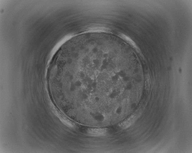 X0000062171427200512161239