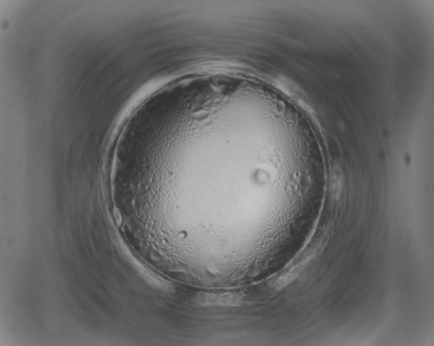 X0000062171429200512161239