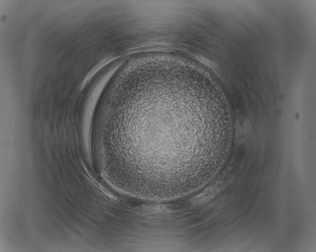 X0000062171450200512161239