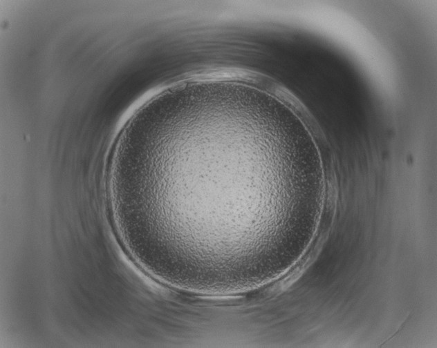 X0000062171487200512161238