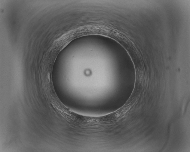 X0000062171489200512161237