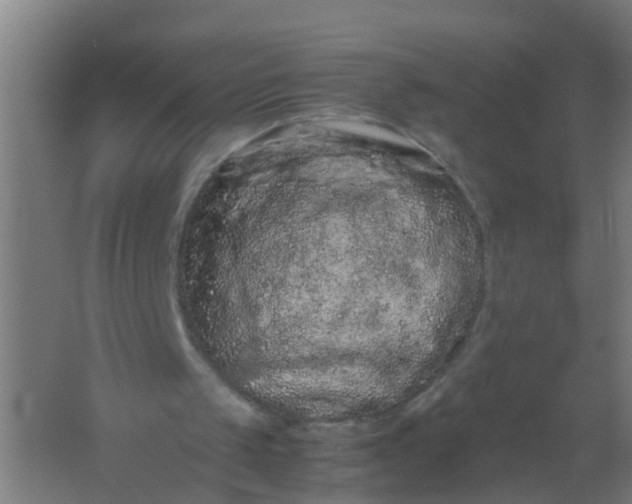 X0000062170049200512231637